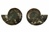 Cut & Polished, Agatized Ammonite Fossil - Madagascar #344091-1